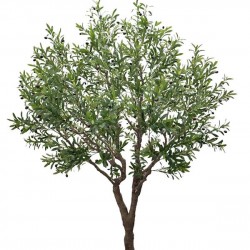 OLIVE TREE NP496_240_UV ΥΨΟΣ 240cm NewPlan